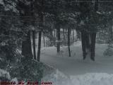 Snowy Driveway, Harvard, Mass.