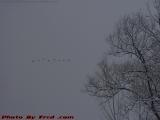 Winter Geese, Groveland, NY
