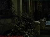 Winter Shrubbery In Available Light, Arlington Street