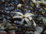 Young Dogwood Blooms, Boston Public Garden