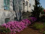 Spring Shrubs, Dodge Hall, Northeastern University