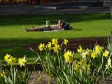 Daffodils and Relaxation, Boston Public Garden