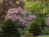 Boston In Bloom, Sculptured Bushes, Boston Public Garden