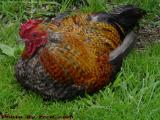 Roosting Rooster, Kimball Farms, Acton, Mass.