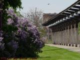 Wings Above the Lilacs at Amtrak, Rochester, NY