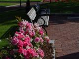 Roses and Park Benches, Columbus Park, Boston