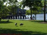 Pastoral Geese at the Foot of the Charles, Boston