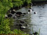 Ducks, Rocks and Greenery, A Reflection, Esplanade, Boston