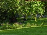 Park Bench with Shade, Esplanade, Boston