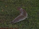 Early Autumn Tail with Squirrel, Boston Common