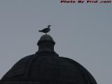 Gull on Guard, Longfellow Bridge, Cambridge