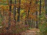 Steady Path With Foliage, Lynn Woods Reservation