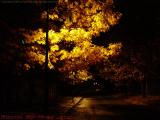 Fall Foliage in Available Light, Davis Square Busway