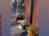 Florist's Autumn Wares, Dartmouth Street, Boston