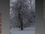 Apple Bearing Heavy Snow, Groveland, NY