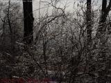 Iced Bushes in Breaking Sunlight, Groveland, NY