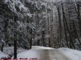 Winter Road, Harvard, Mass.