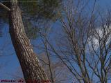 Winter Branches With Clouds, Groveland, NY