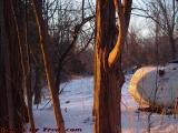 Cedar Trunk in Winter Sunset Light, Groveland, NY