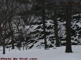 Leopard Spots, Rock Embankment in Snow, Powderhouse Square