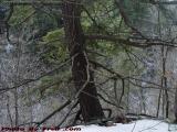 Pine Standing on the Brink, House Gully, Groveland, NY