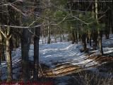 Wooded Winter Drive, Groveland, NY