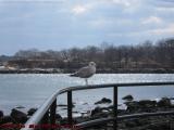 Seagull Hen in Sunbeams, Gloucester, Mass.