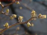 Spring Buds, from Boston Ave. Balcony, Medford, Mass.