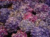 Hydrangeas, Boston Public Garden