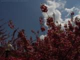 Spring Blooms, Sky and Streetlamp, Boston Public Garden