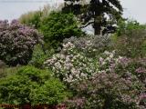 Lilac Festival Blooms, Rochester, NY