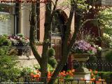 Springtime Bouquet, Lower Commonwealth Avenue, Boston
