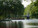 Swan Boats and Willows, Boston Public Garden