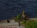 Young Duck Family, Esplanade, Boston
