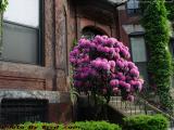 Springtime in Bloom, Commonwealth Avenue, Boston