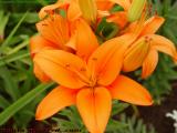 Tiger Lilies, Boston Public Garden