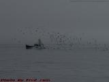 Returning Fishing Boat, Early Morning, Gloucester, Mass.