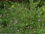 Woodland Flowers and Berries, Groveland, NY