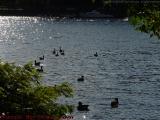 Ducks and Sparkles on the Charles, Esplanade, Boston