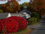 Brilliant Bushes, Fall Foliage, Lincoln Ave., Saugus