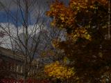 Clouds Brooding Over Foliage, Lynn Commons, Lynn, Mass.