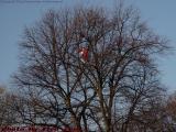Lost Balloons, Boston Common, Boston, Massachusetts