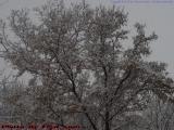 Winter Tree Heavily Laden With New Snow, Groveland, NY