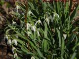 Snowdrops in Spring Morning Sun, Groveland, NY