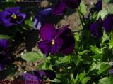 Purple Pansies, Boston Public Garden