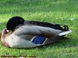Sleeping Duck, Boston Public Gardens