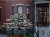 Flowering Tree, Commonwealth Avenue, Boston