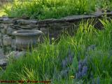 Urn And Ajuga, Groveland, NY