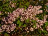 Pink Lilac Blossoms in Afternoon Sun, Groveland, NY