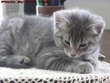 Sleepy Halo, Resting Kitten, Medford, Massachusetts